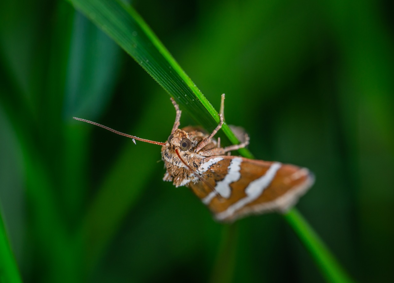 macro  moth  blade of grass free photo