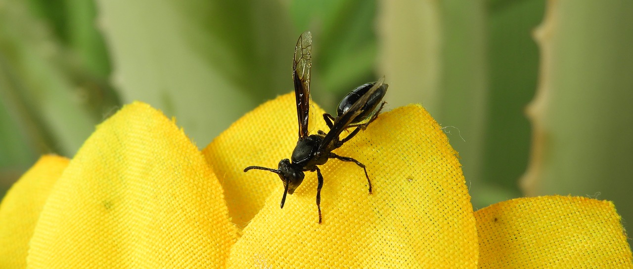 macro  insect  wasp free photo