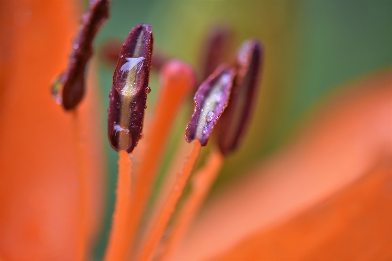 macro  flower  morning dew free photo