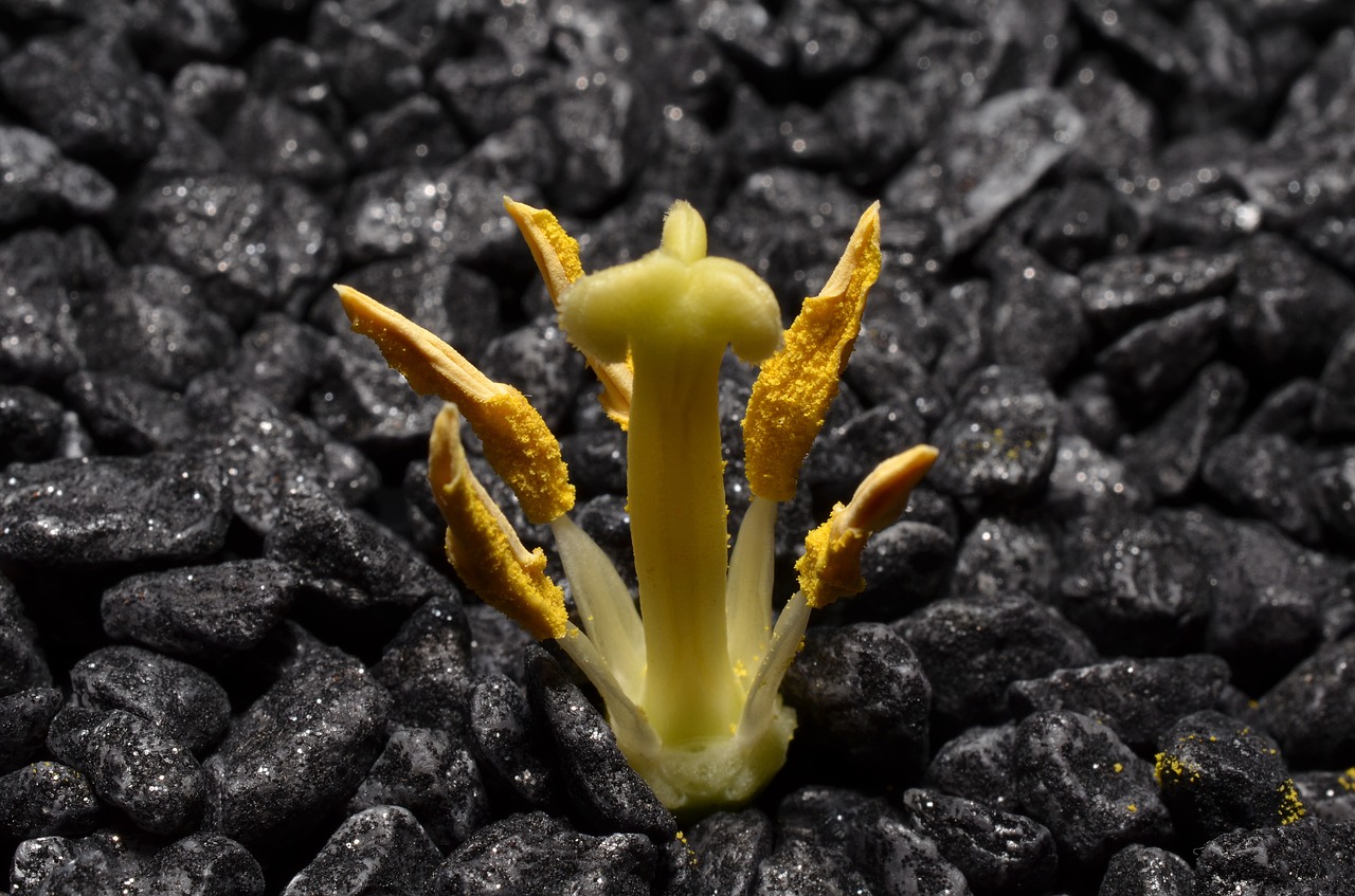 macro stamens yellow free photo