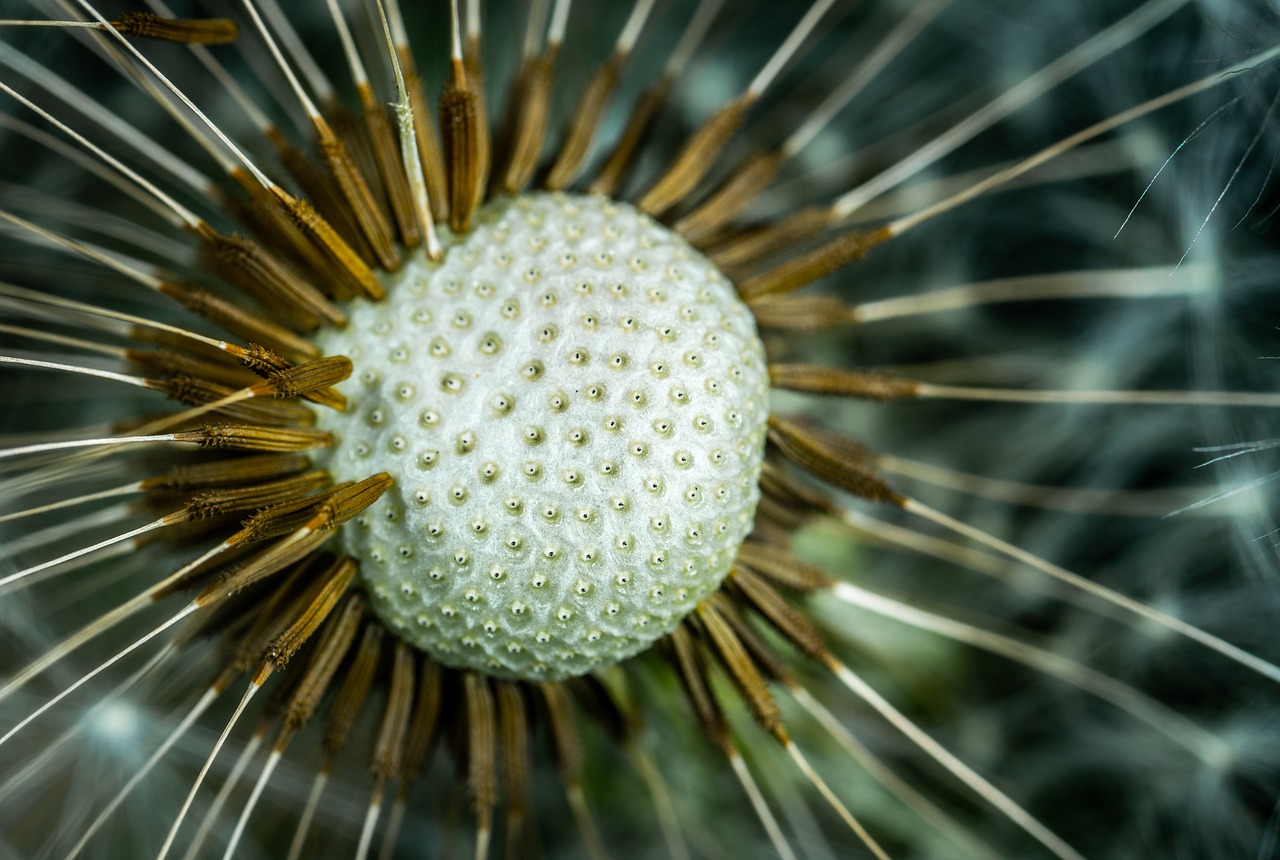 macro  dandelion  flower free photo