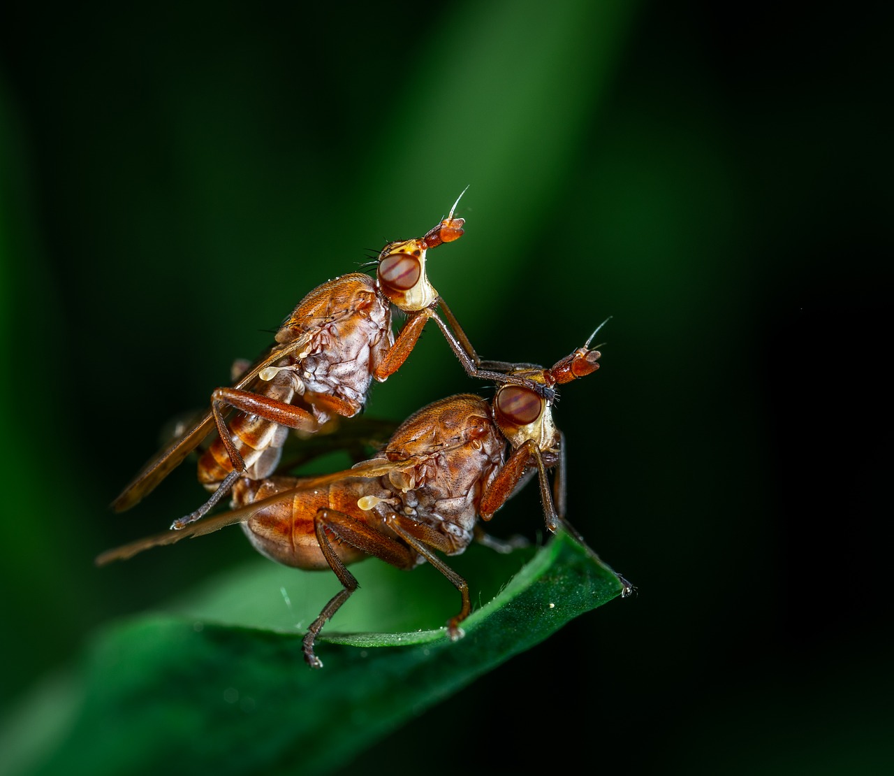 macro  bespozvonochnoe  insect free photo