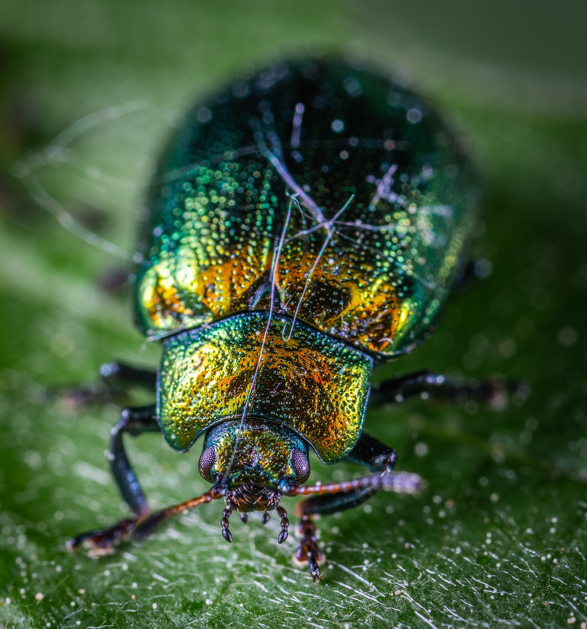 macro  beetle  insect free photo