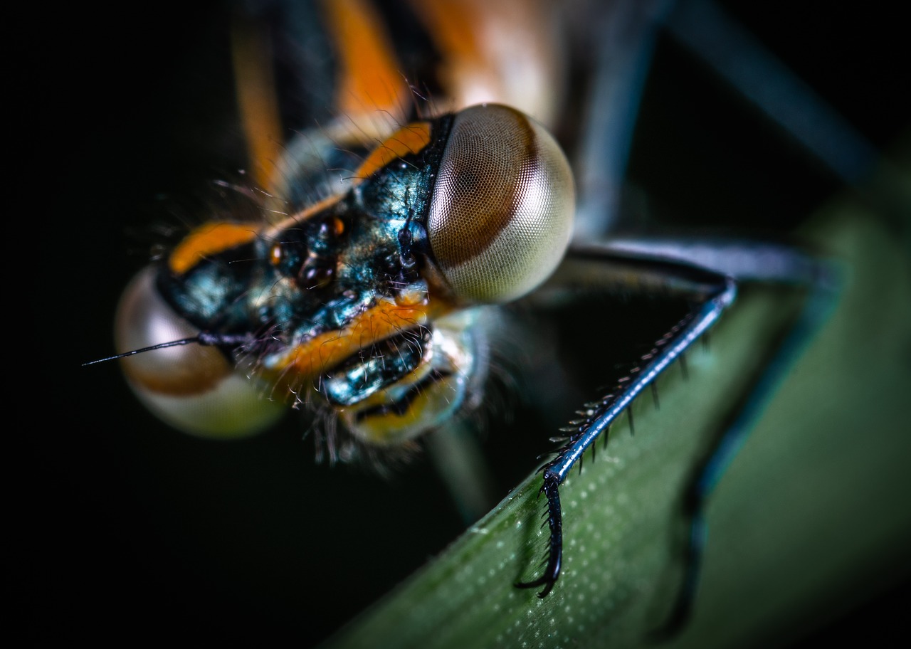 macro  dragonfly  facet free photo