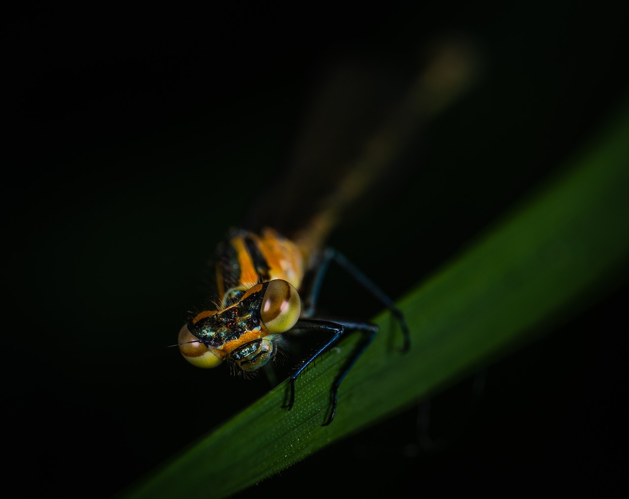 macro  dragonfly  facet free photo