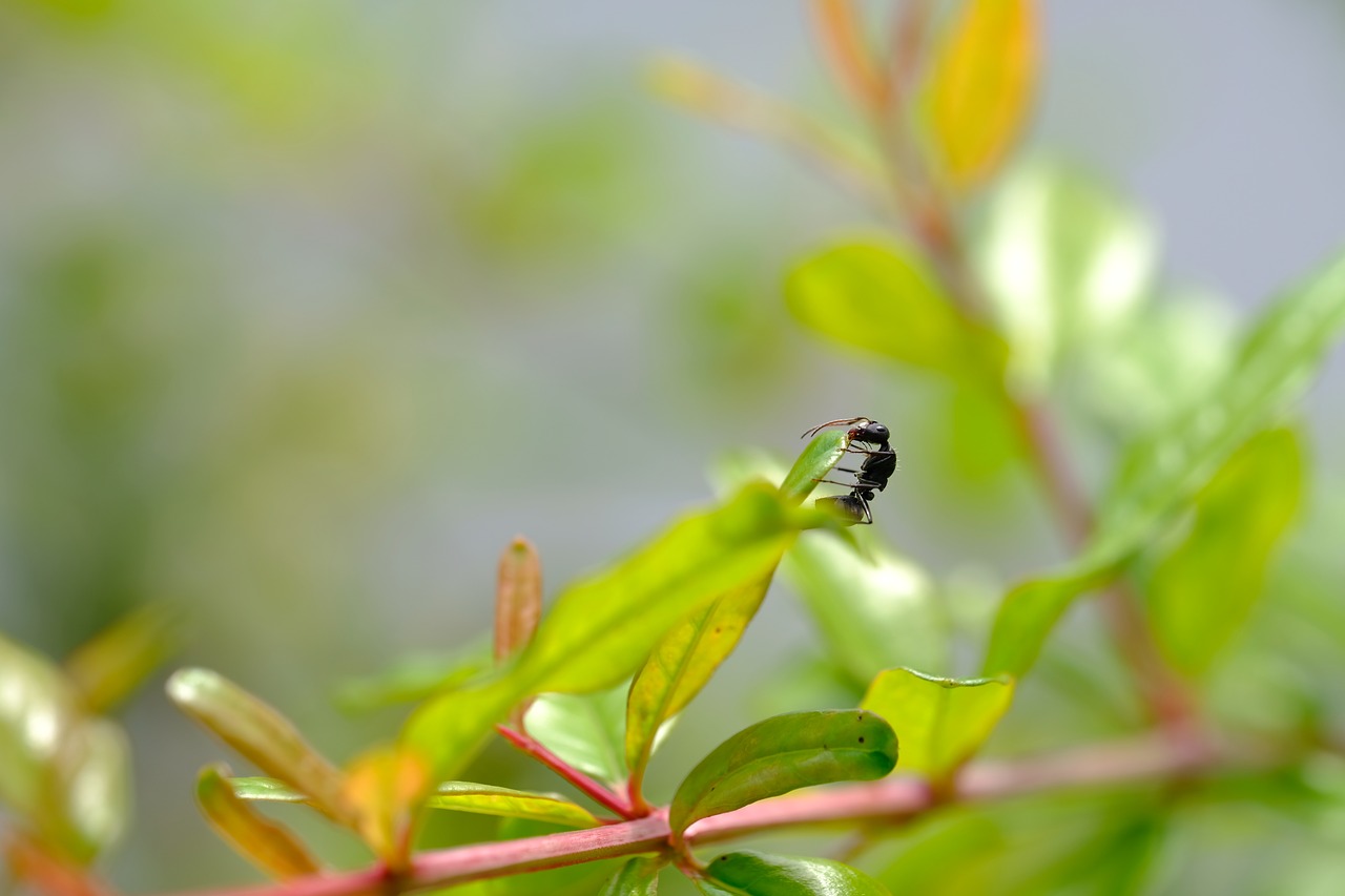 macro  reptile  wildlife free photo