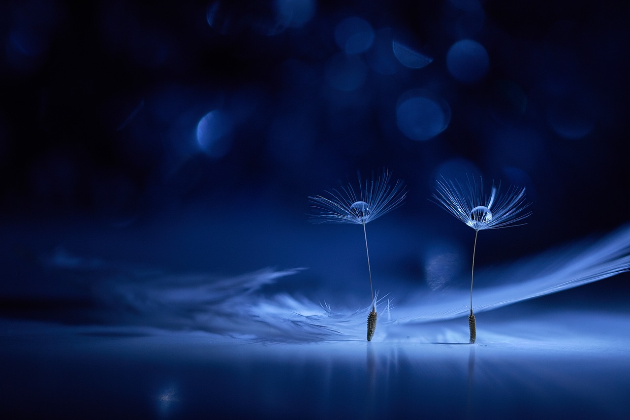 macro  dandelion  fluff free photo