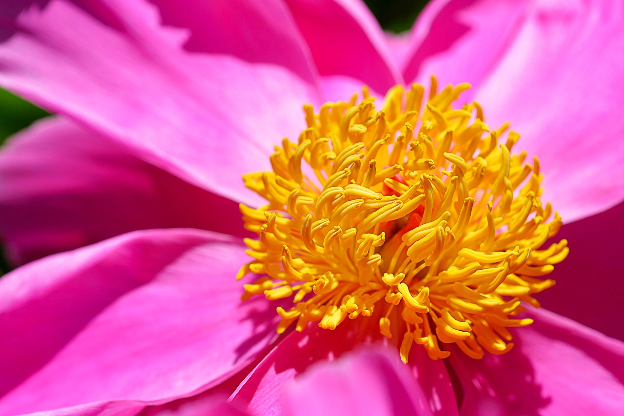 macro  flower  petals free photo