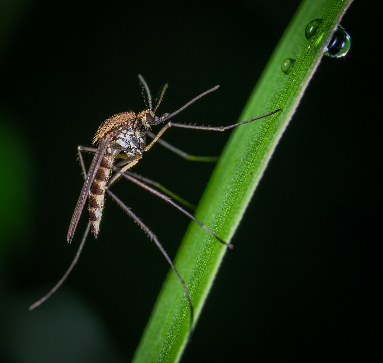 macro  insect  bespozvonochnoe free photo