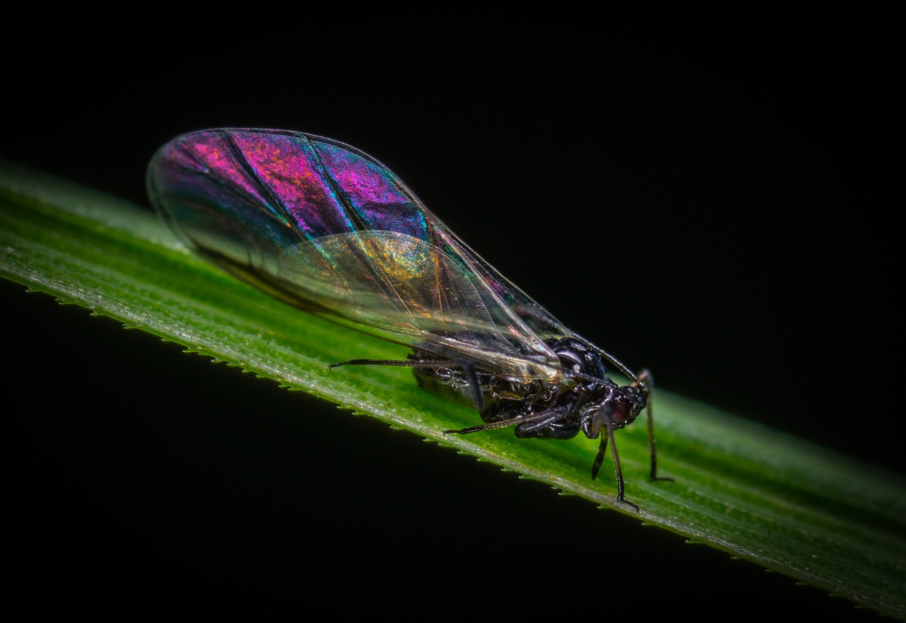 macro  insect  bespozvonochnoe free photo