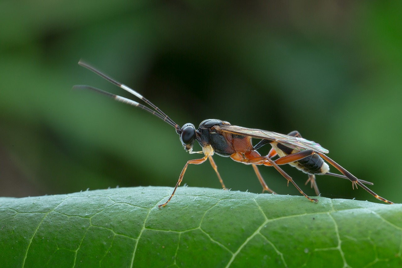 macro  insects  black free photo