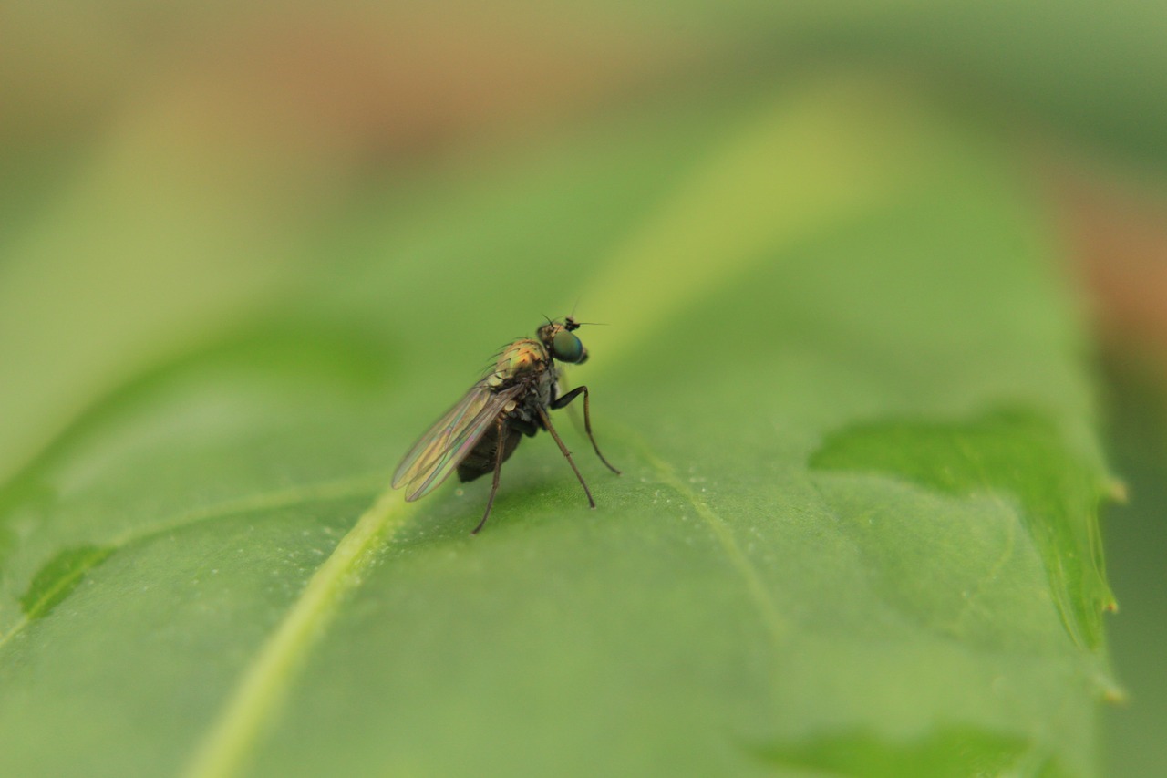 macro  insects  nature free photo