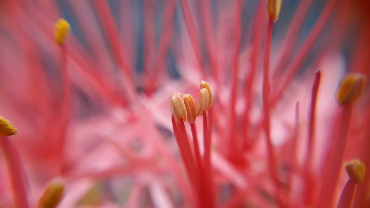 macro  close up  pink flower free photo