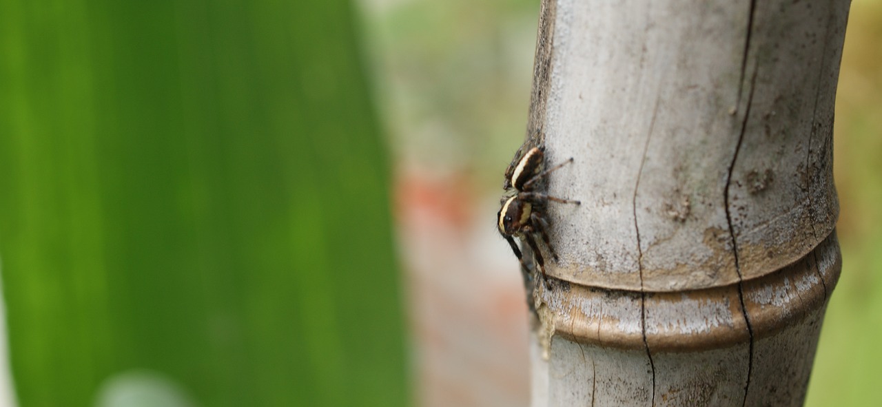 macro  insect  spider hunter free photo
