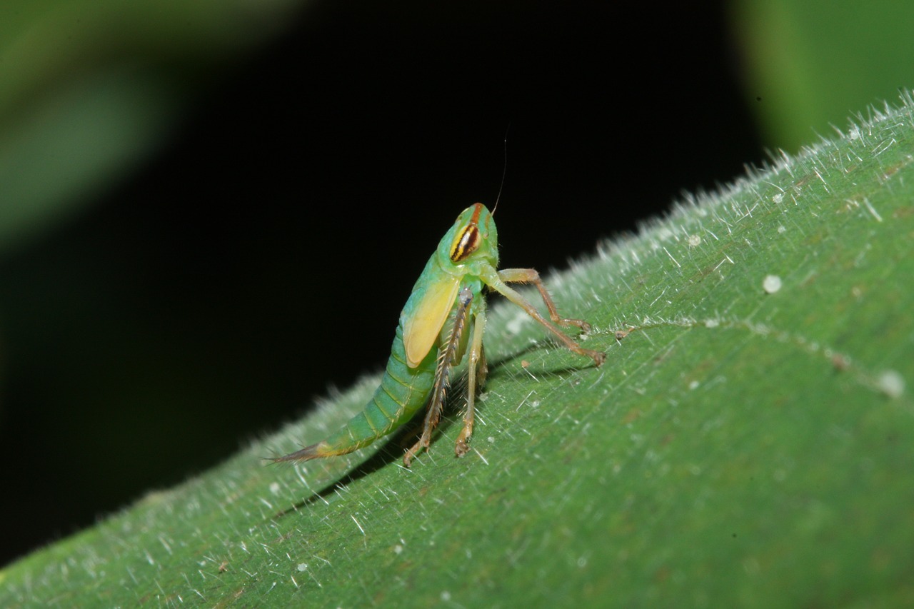 macro  insect  wild insect free photo