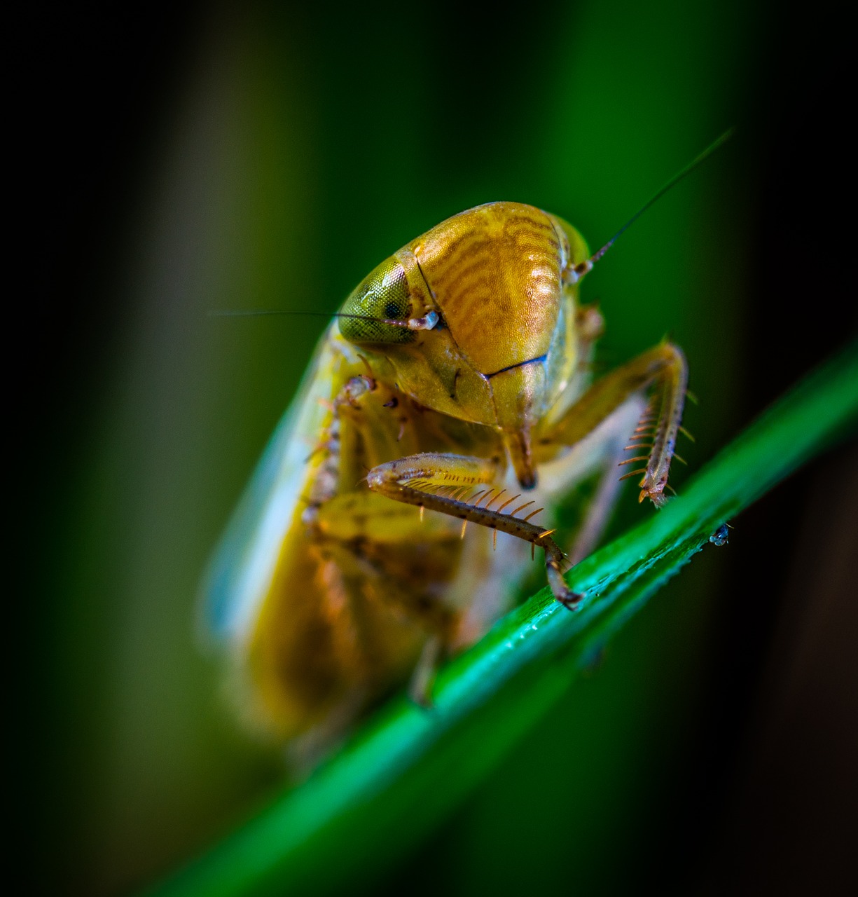 macro  insect  bespozvonochnoe free photo