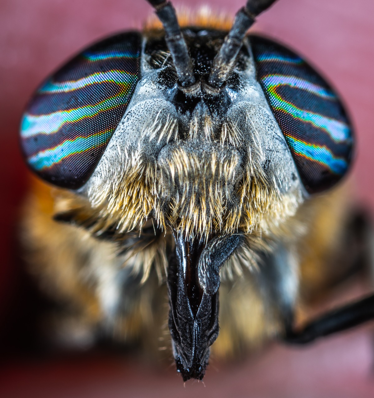 macro  portrait  horsefly free photo