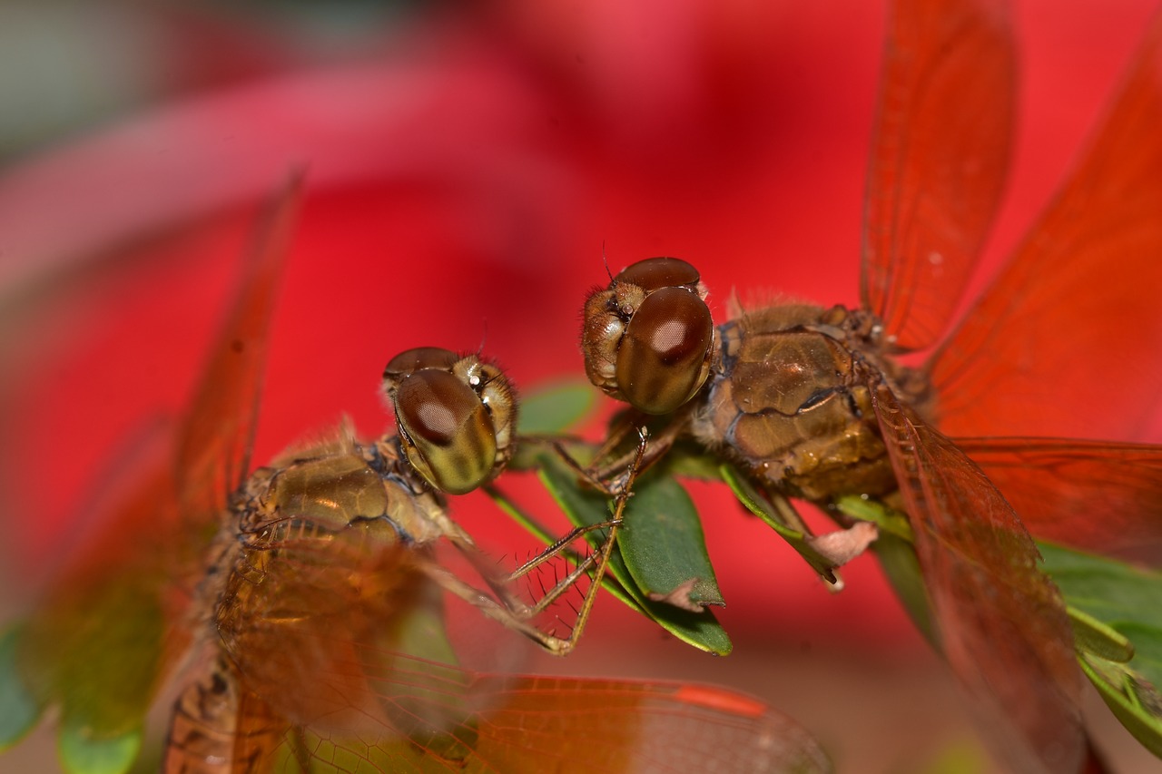 macro  dragonfly  close up free photo