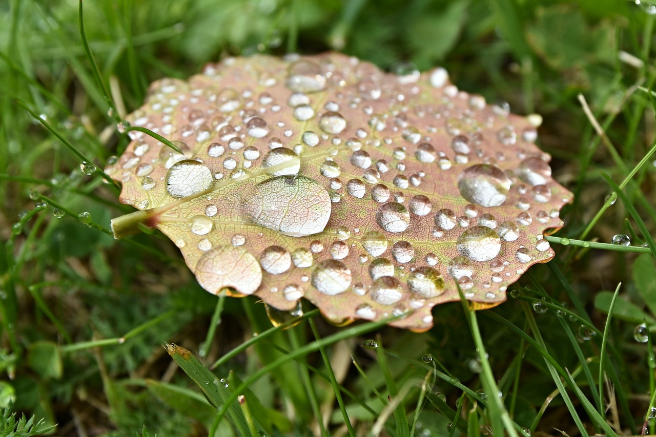 macro  drop  drops free photo