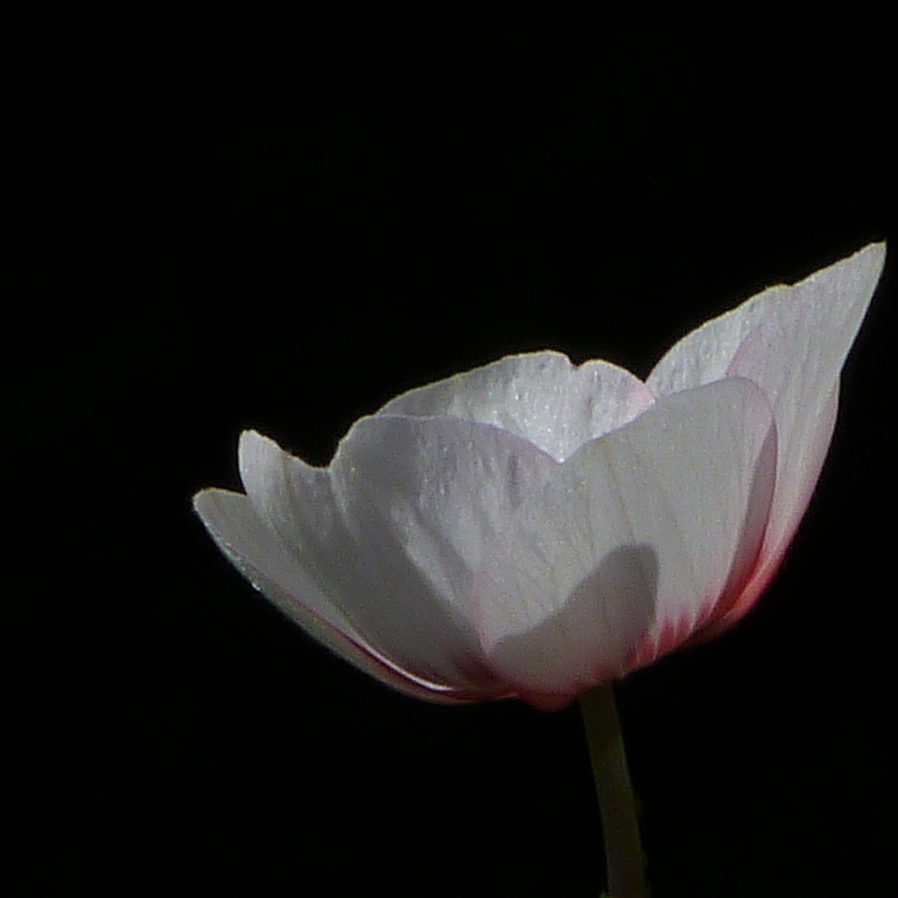 macro  flower flowers  blossom free photo