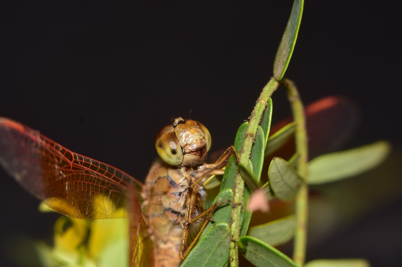 macro  indian  dragonfly free photo