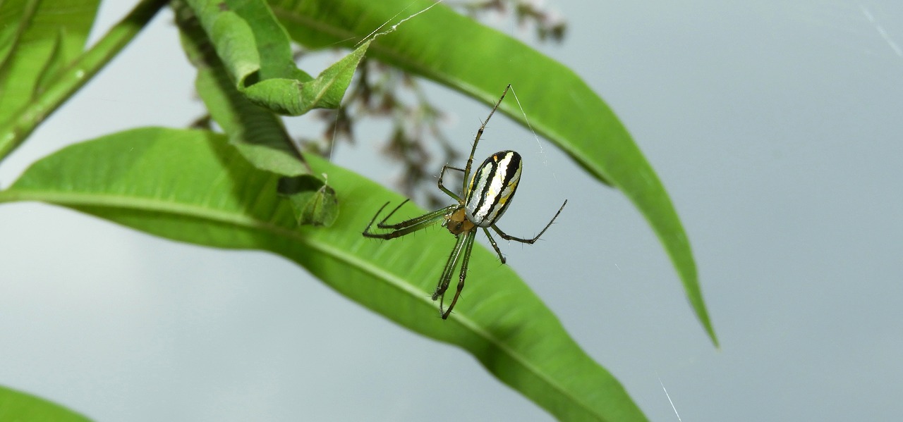 macro  spider  arachnid free photo