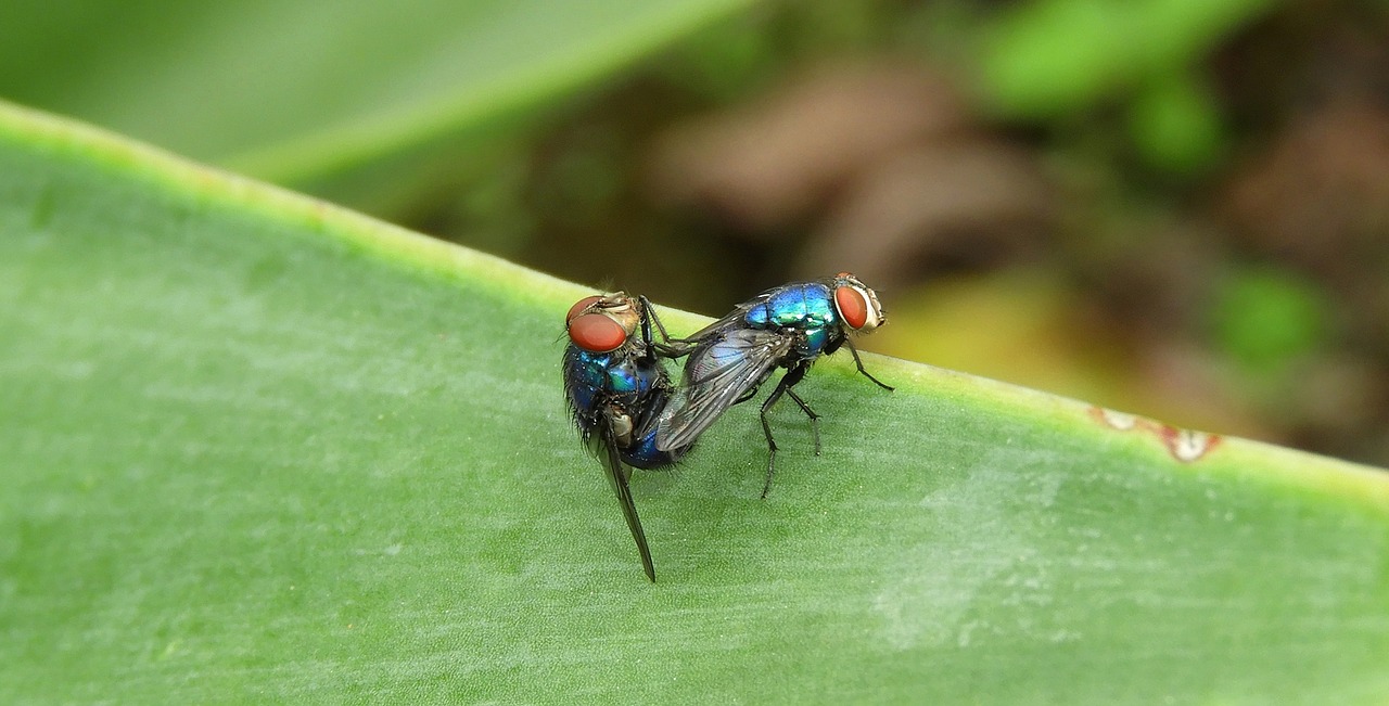 macro  insects  flies free photo
