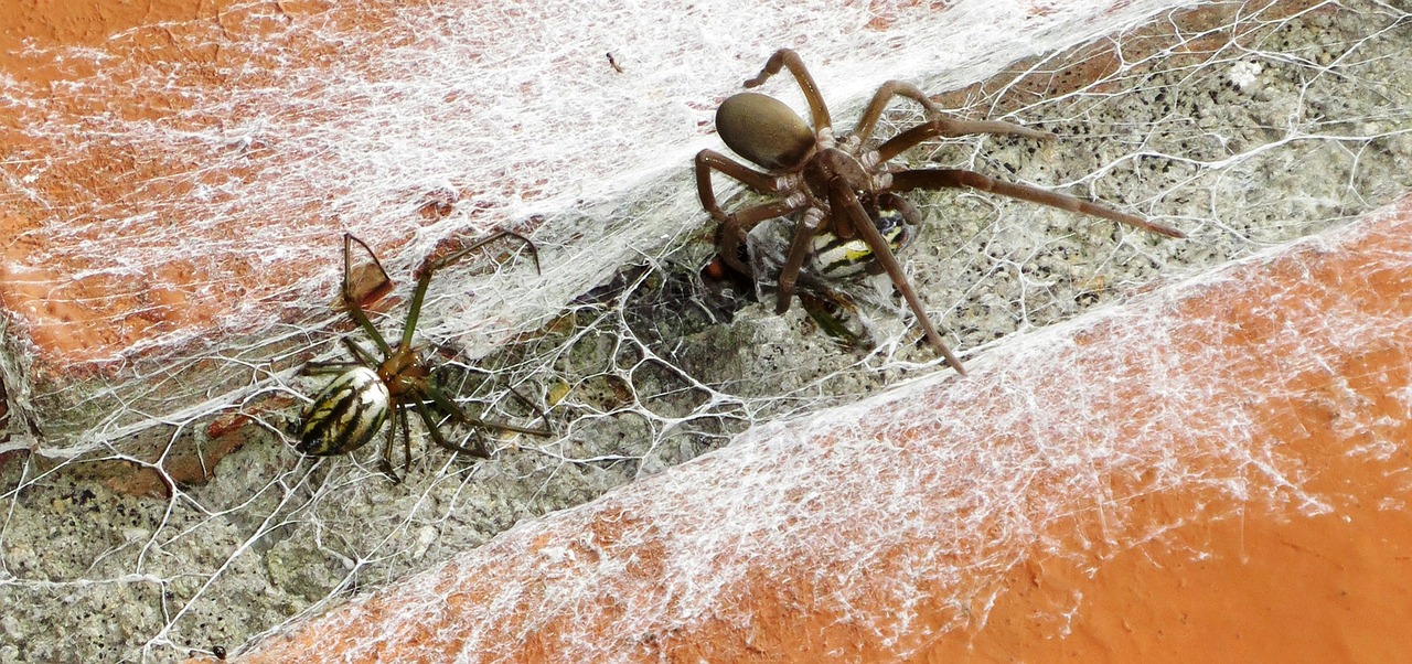 macro  insects  hunting free photo