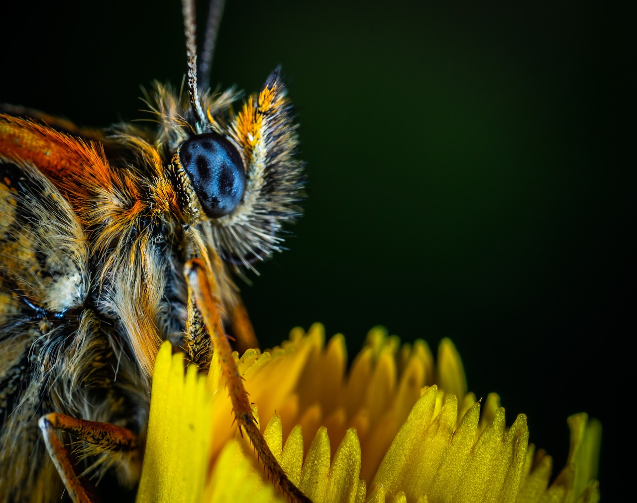 macro  insect  butterfly free photo