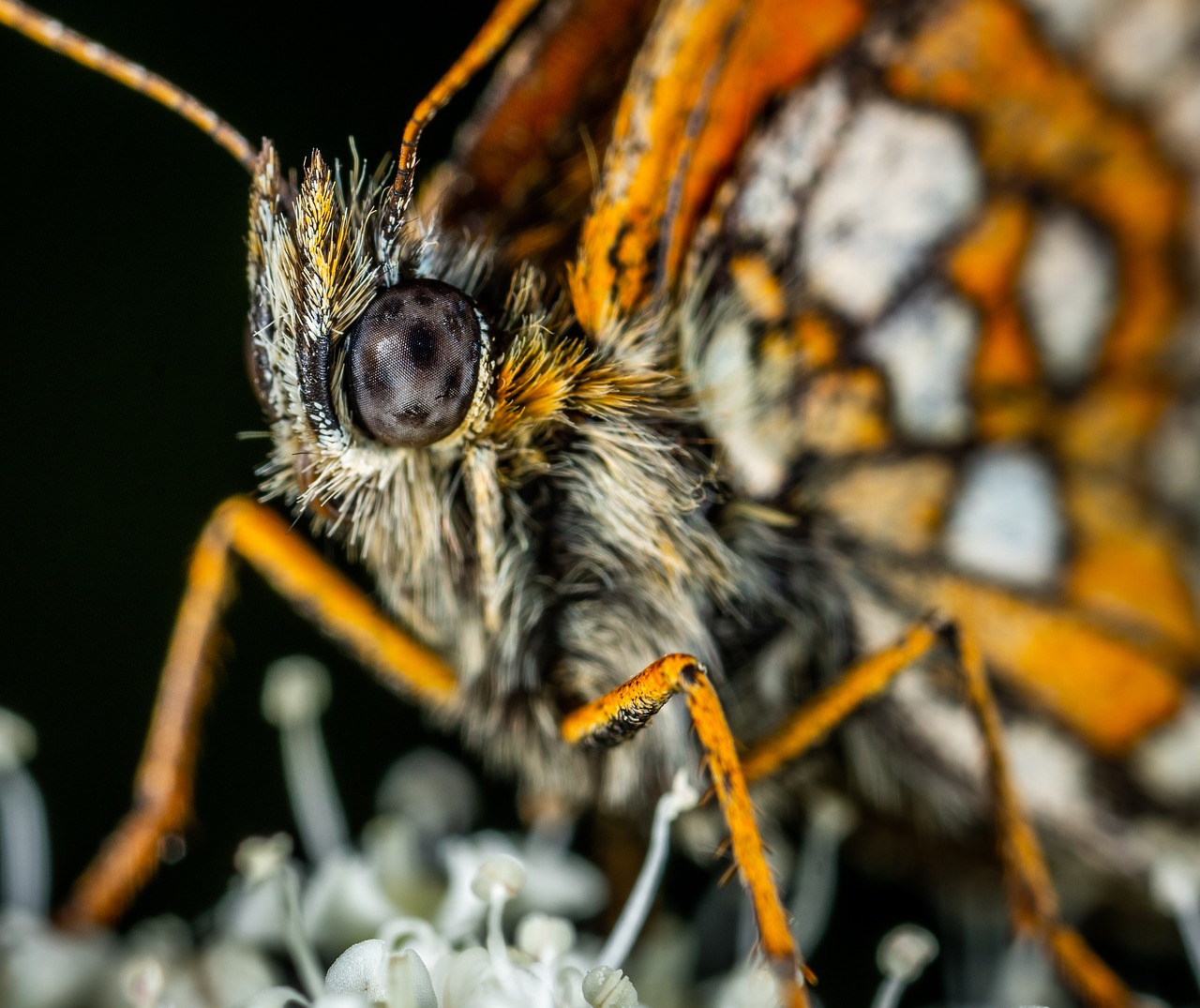 macro  insect  butterfly free photo