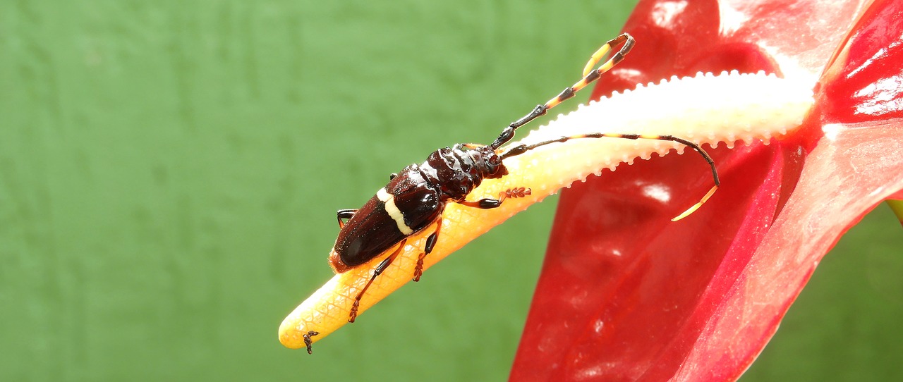 macro  insect  flower free photo