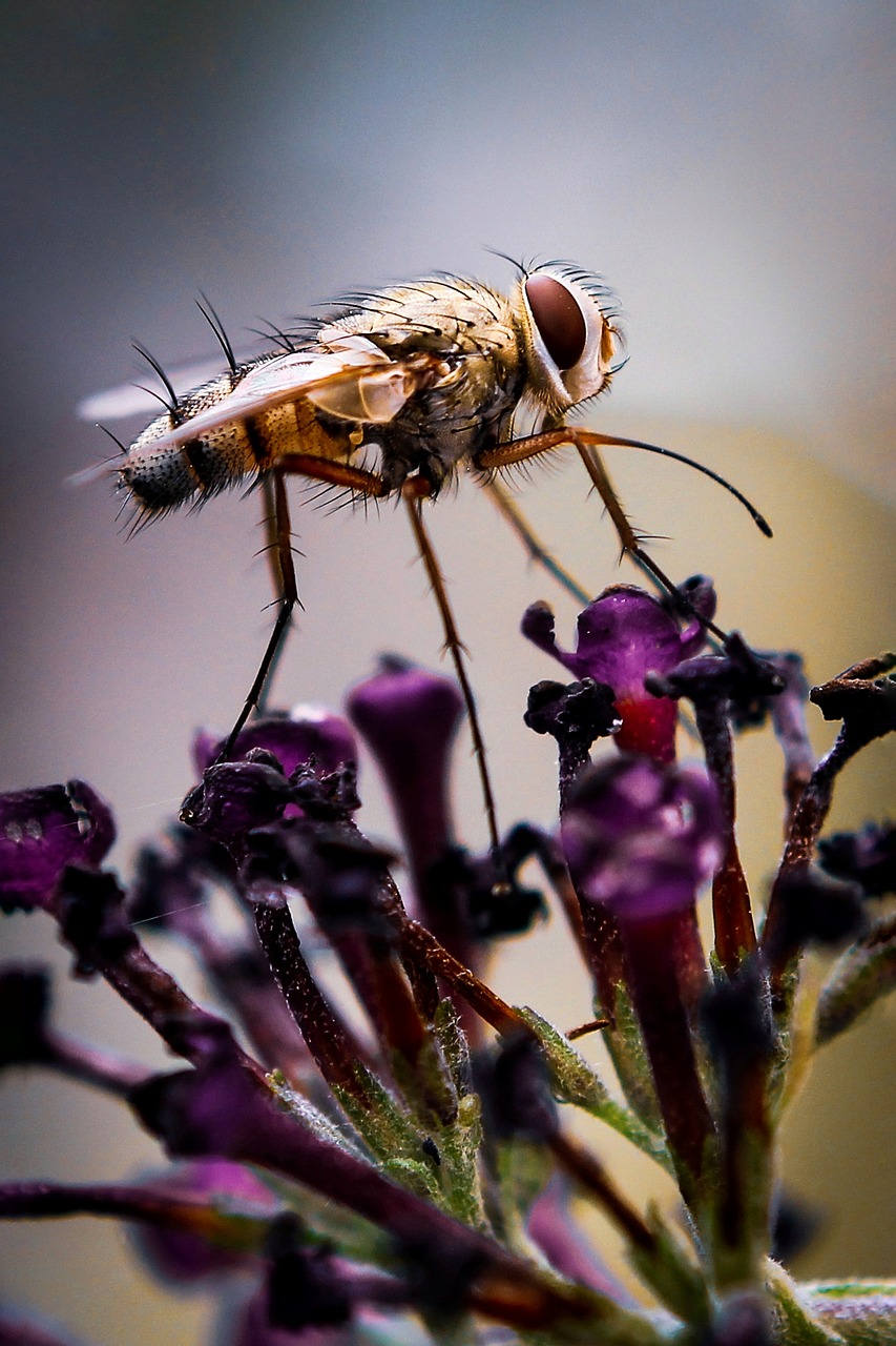 macro  macro photography  nature free photo