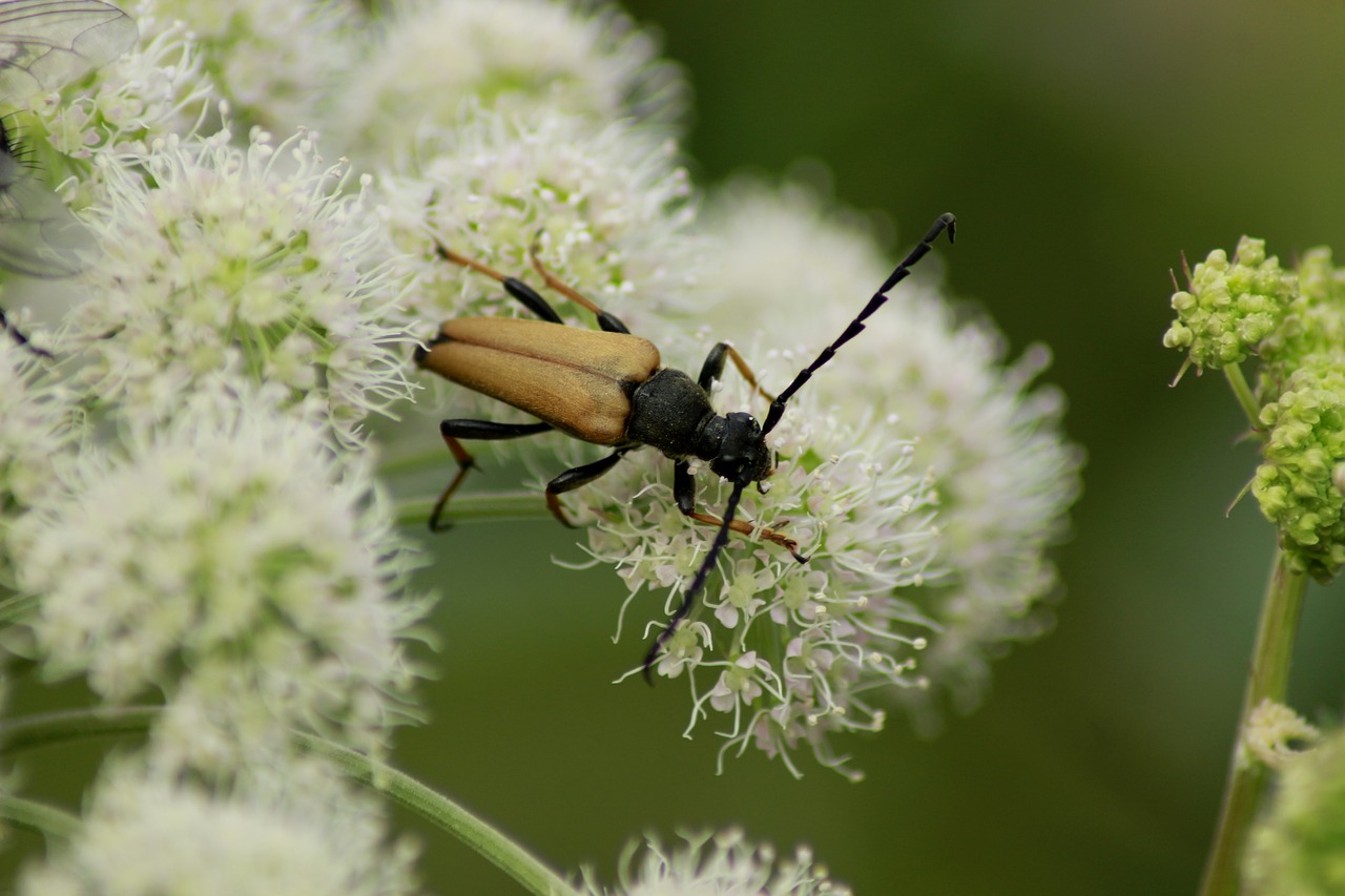 macro  beetle  flower free photo