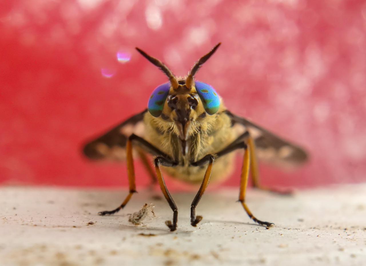 macro  macro photography  insect free photo