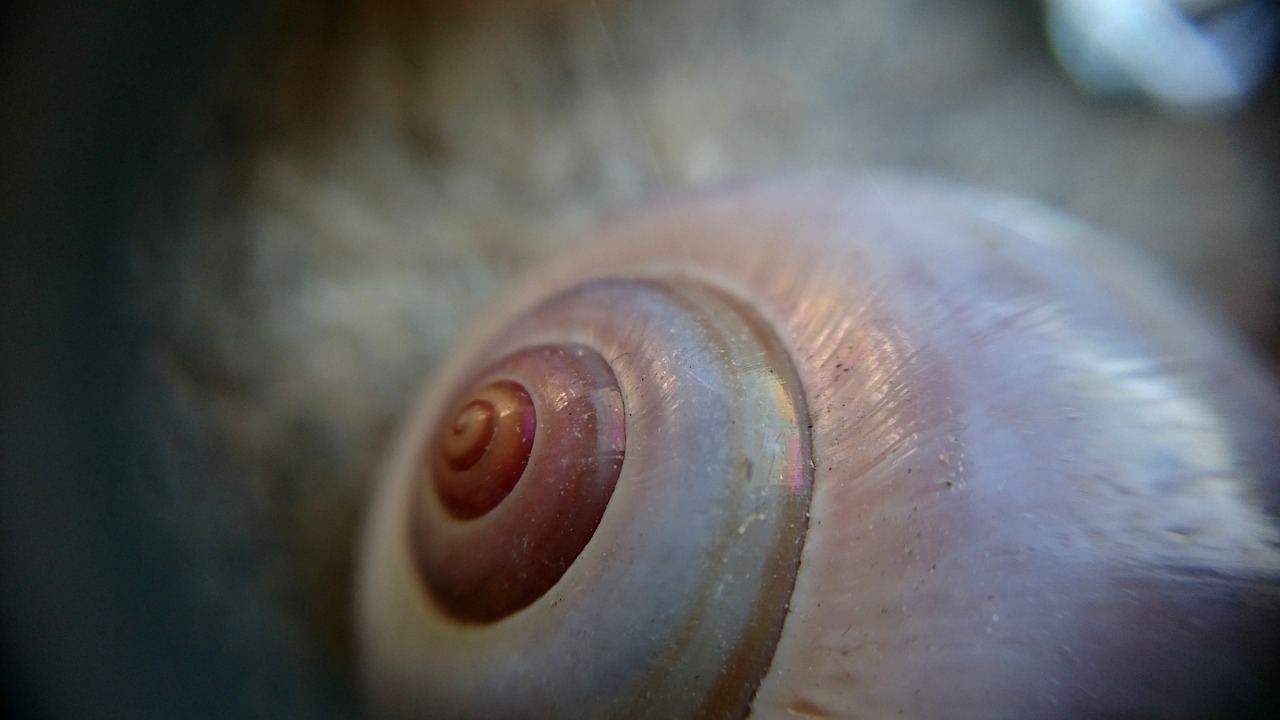 macro  macro photo  snail free photo