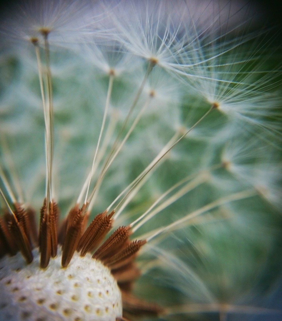 macro  dandelion  flower free photo