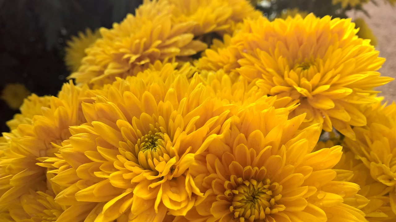 macro  chrysanthemum  fresh free photo