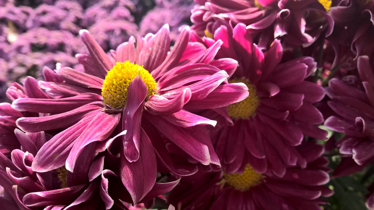 macro  chrysanthemum  flower free photo
