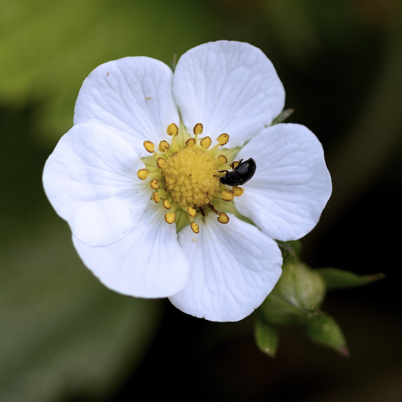 macro  flower  beetle free photo