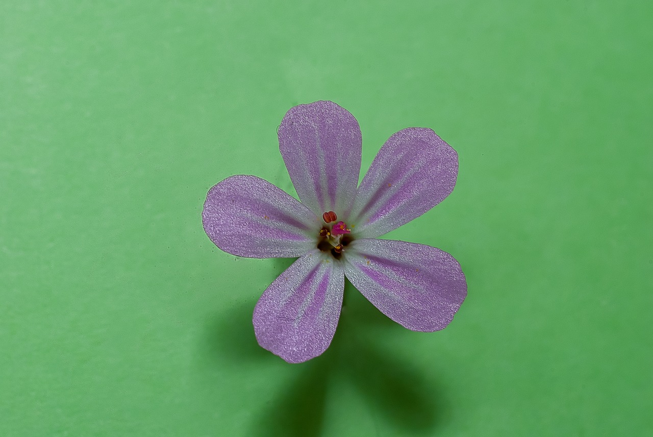 macro  flower  pink free photo