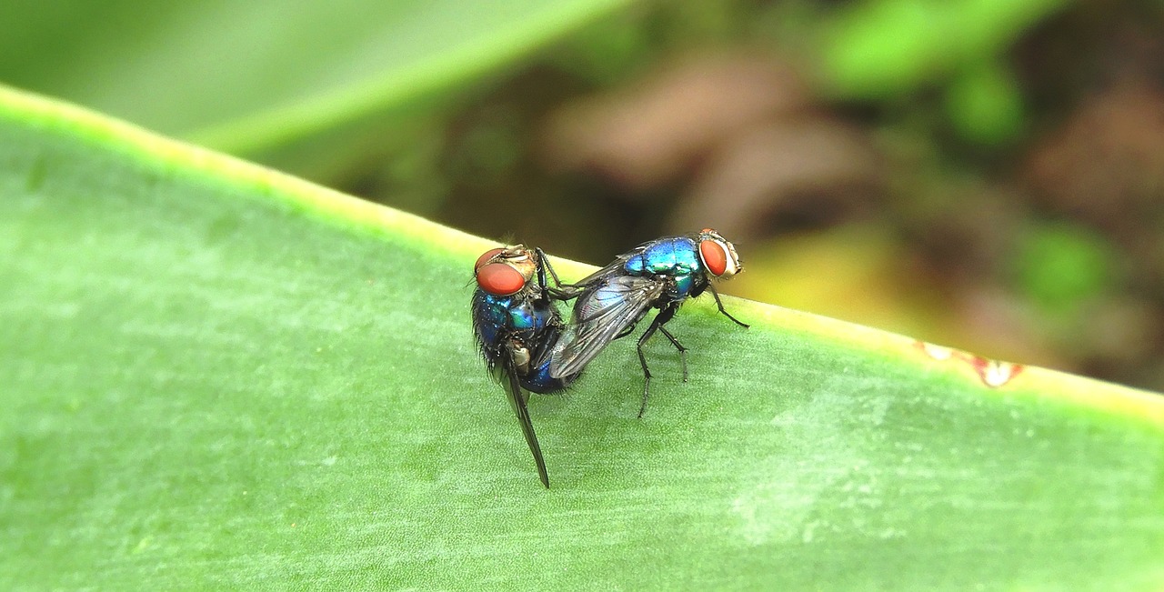 macro  insect  flies copulating free photo