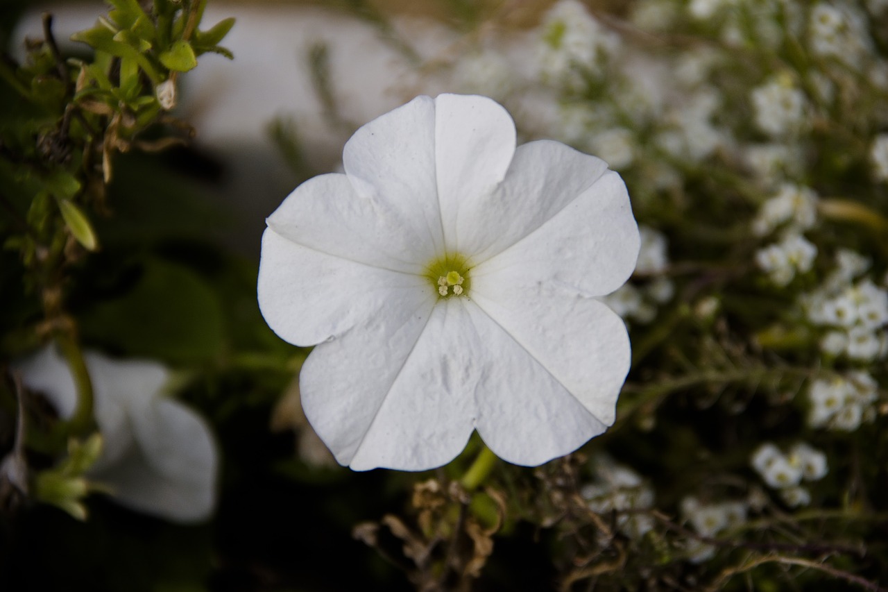 macro  flower  bloom free photo