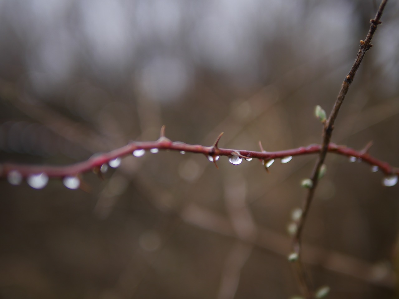 macro  drip  dew free photo