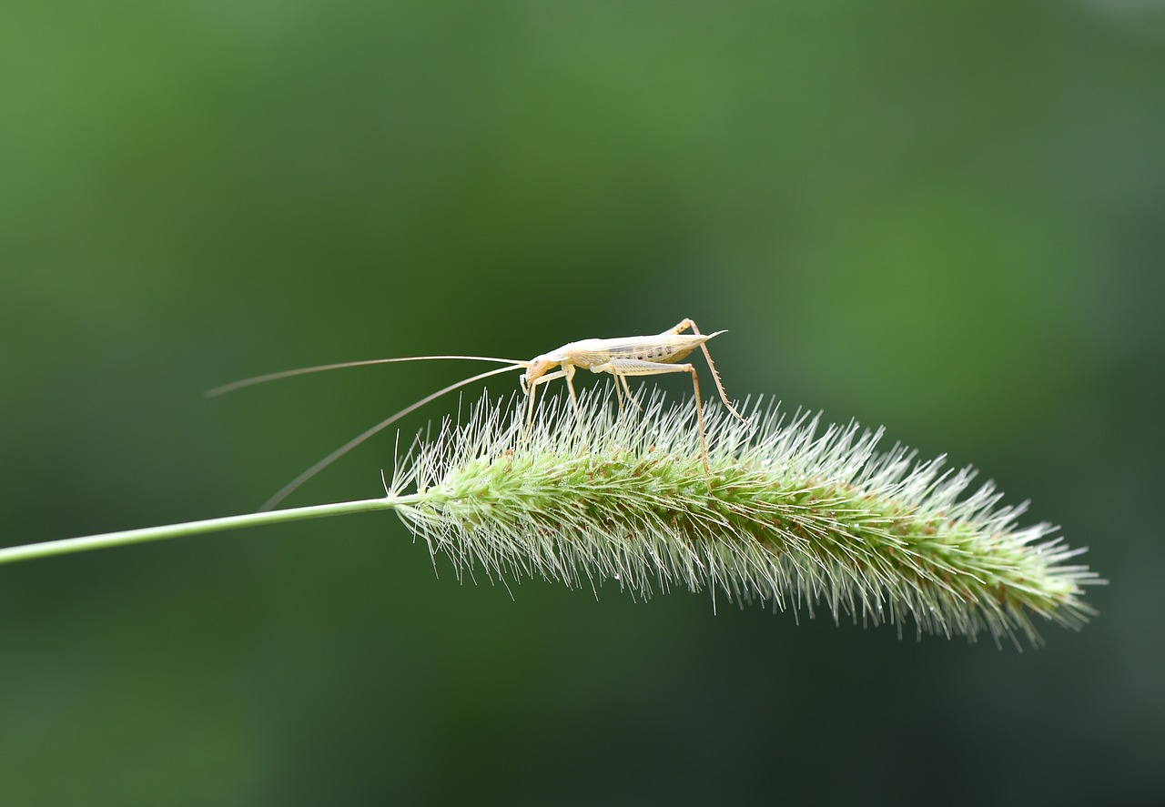 macro  nature  böcek free photo