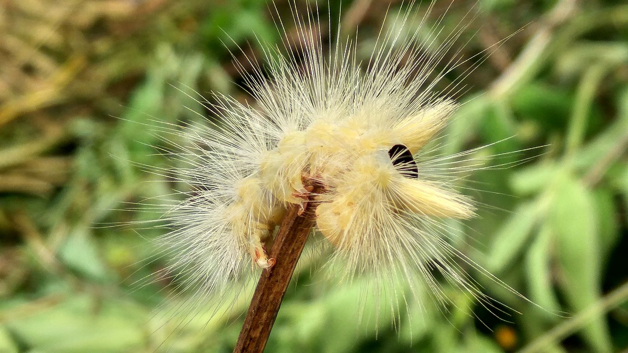 macro  caterpillars  insect free photo