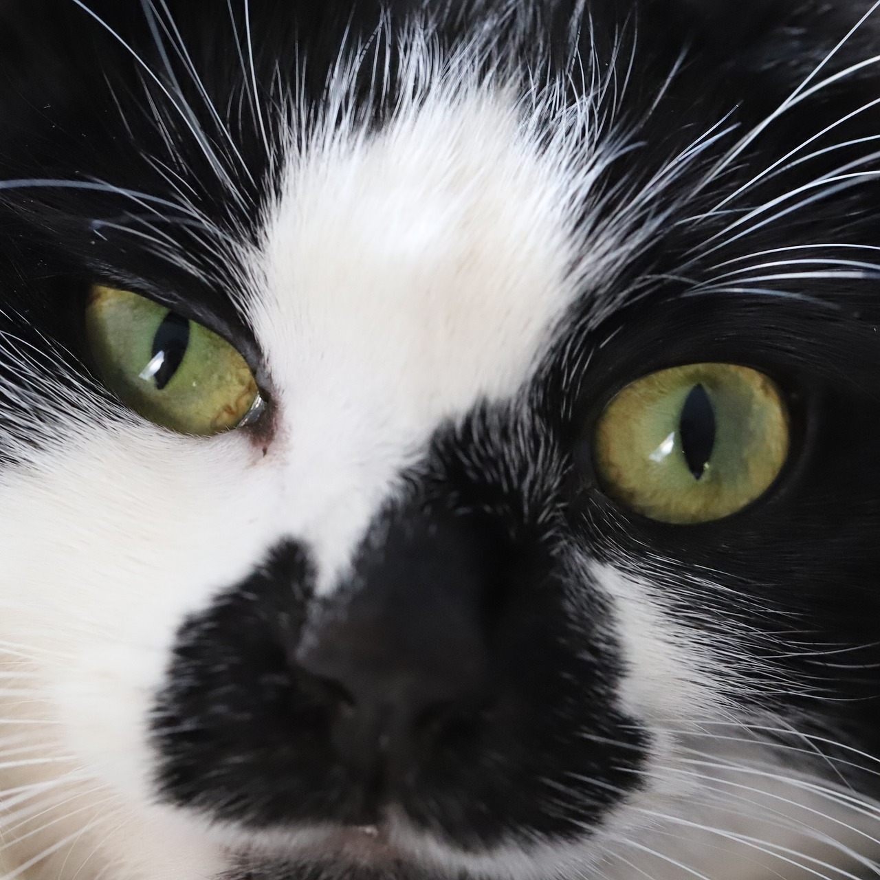 macro  cat  tuxedo cat free photo