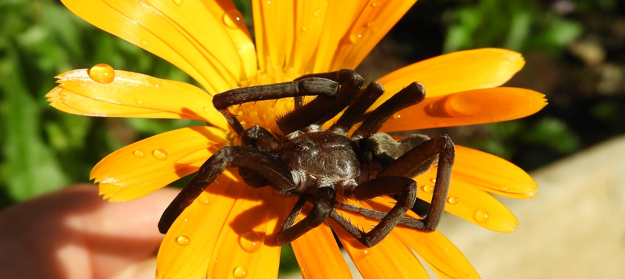 macro  insect  spider free photo