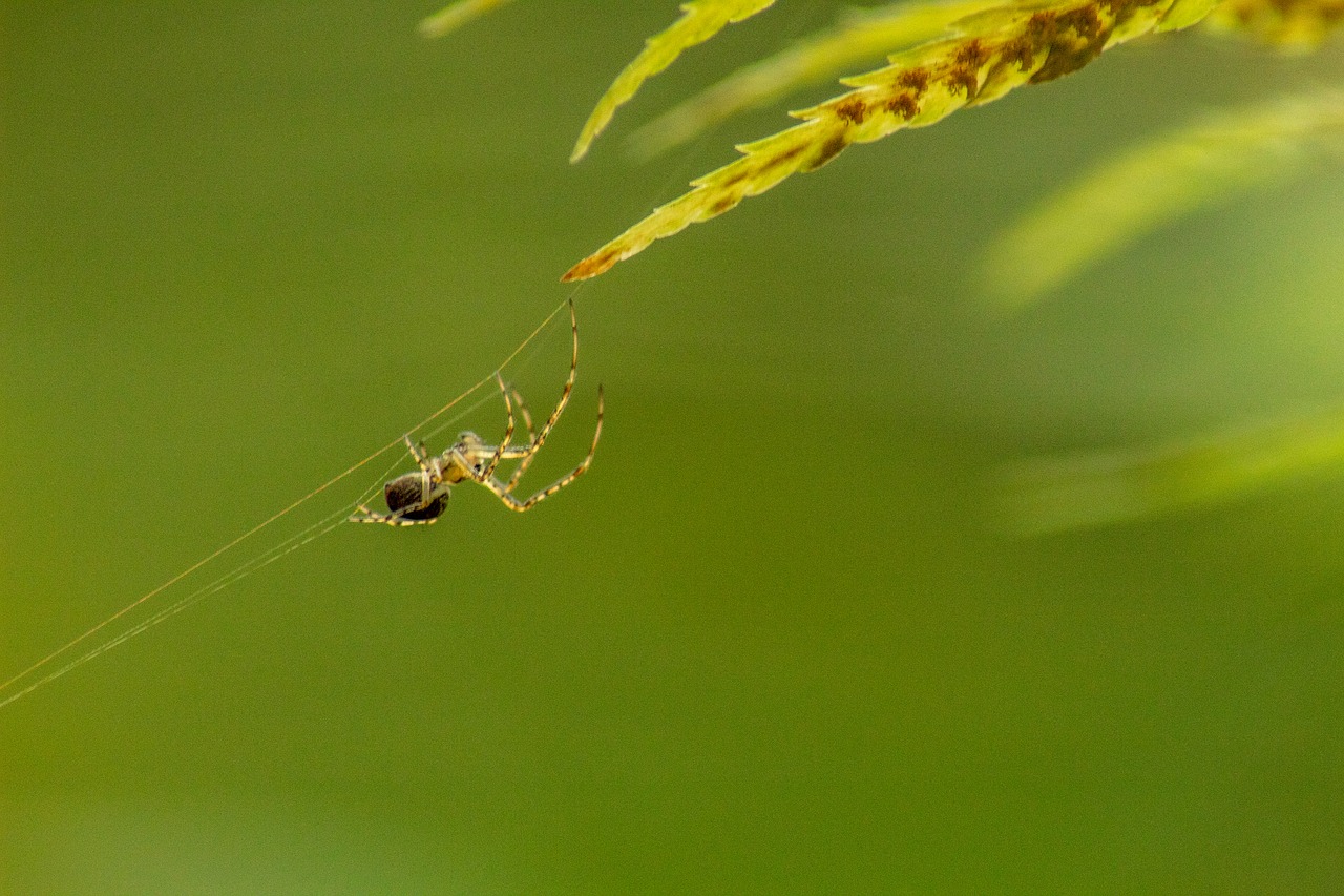 macro  spider  insect free photo