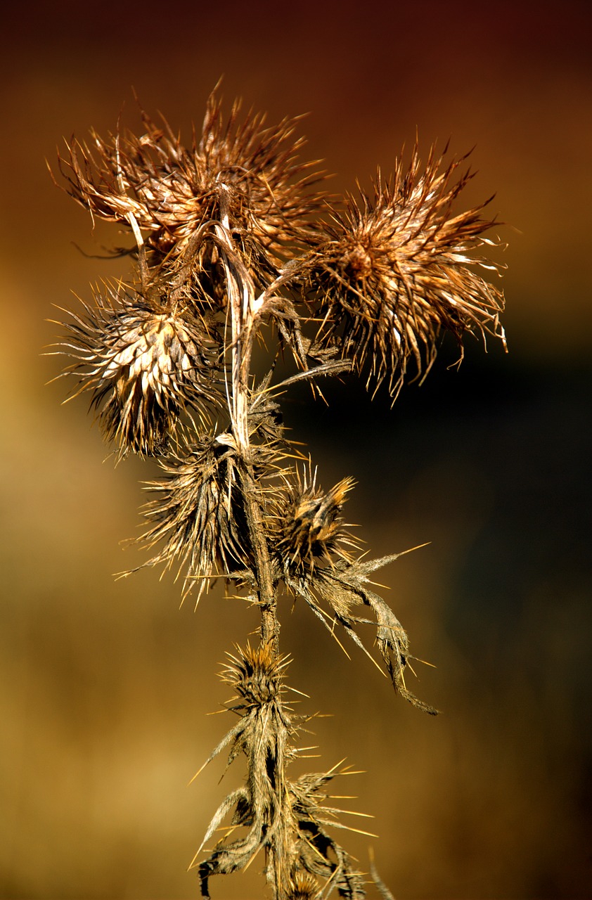 macro  flower  flora free photo