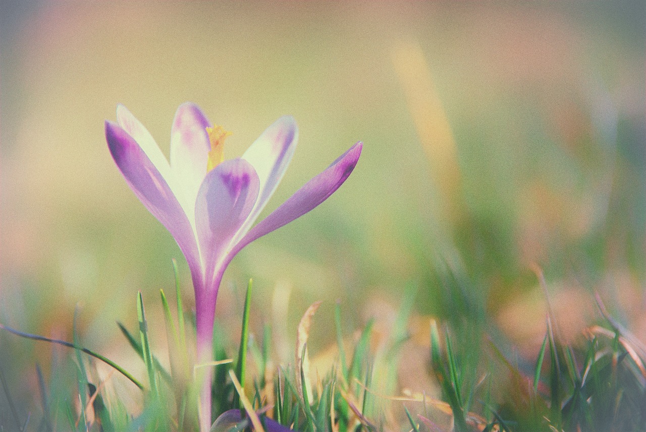 macro  flower  flora free photo